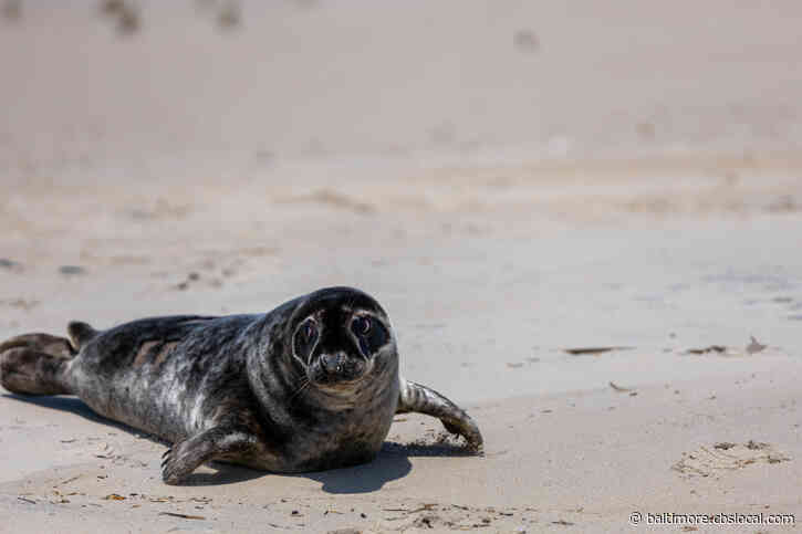 WATCH: National Aquarium Releases Gray Seal “Huck Finn” Back Into Natural Habitat At Assateague State Park