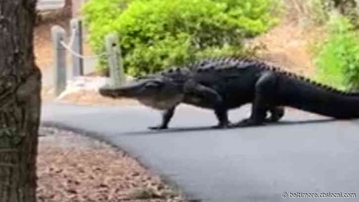 ‘What Are You Running From?’: Woman, Dog Flee To Safety After Giant Alligator Disrupts Bike Ride