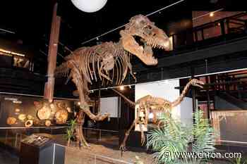 Houston Museum of Natural Science sets reopening date, implements social distancing measures - Chron