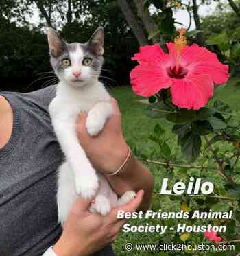 Houston virtual pet adoption event: How you can take part - KPRC Click2Houston