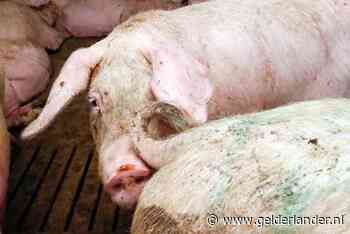 Corona blijkt stuk harder toe te slaan in gebieden met intensieve veehouderij