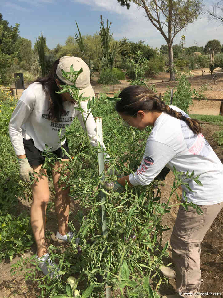 Cal State Fullerton garden to provide sustainable food supply on campus