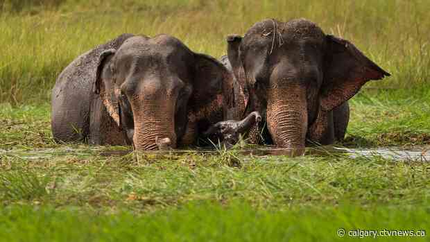 Elephants can get drunk, says new University of Calgary study