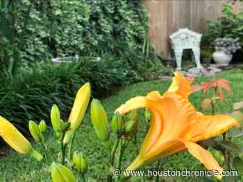 Plant daylilies in your Houston garden. May is their time to shine. - Houston Chronicle