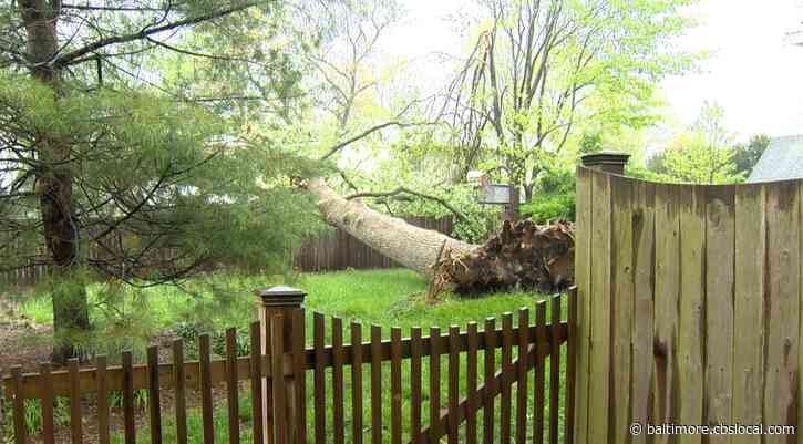 Tree Goes Into Edgewater Home, Some Without Power As Heavy Rain Rolls Through Maryland