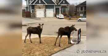 Conservation officers relocate moose on the loose in Saskatoon