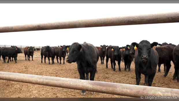 Cargill's reopening welcome news for ranchers