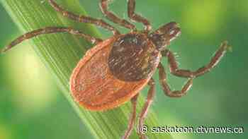 Warmer weather means the ticks have returned in Saskatchewan
