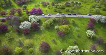 Flower therapy: Minnesota Landscape Arboretum to open Friday to vehicle traffic