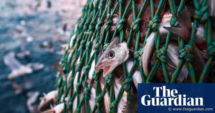 LED lights halve unwanted fish in nets, research finds