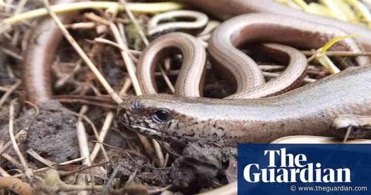 Can't hurry love: slow worms embrace marathon sessions of lockdown loving