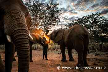 Rangers keep up work to protect African wildlife despite pandemic - St Helens Star