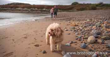 Dog bans no longer in place on this North Somerset beach