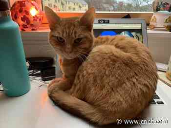 My attention-seeking cat is sabotaging my Zoom calls     - CNET