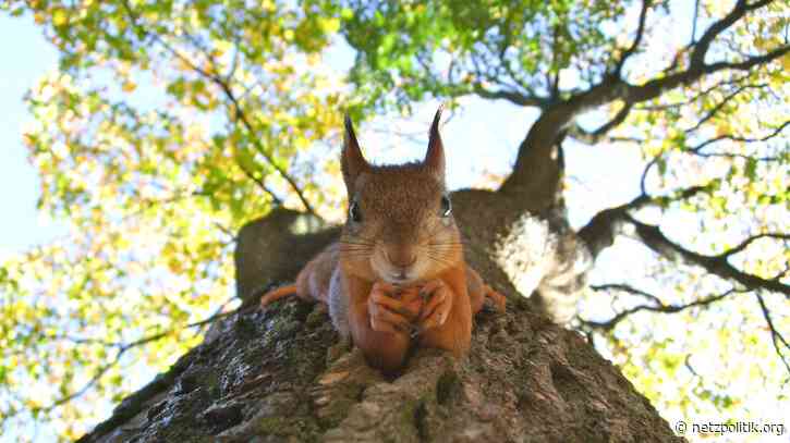 Wochenrückblick KW 18: Bundesregierung vollzieht Kehrtwende