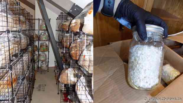 Anonymous tip leads to magic mushroom grow-op bust north of Calgary