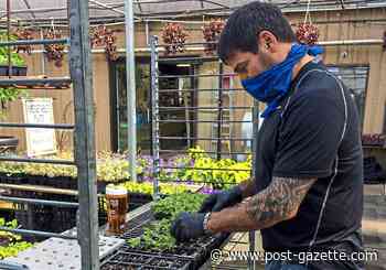 Where to buy tomatoes and other vegetable plants