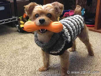 Working from home: The pets of ZDNet