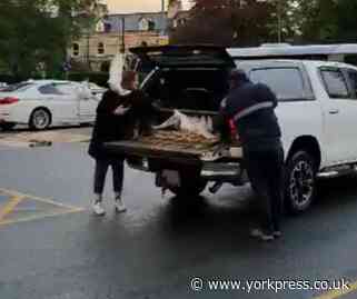 WATCH: Doves released at York Hospital to remember fallen NHS workers