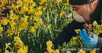 At New York’s ‘Museums of Plants,’ the Art Is Blooming Lonely