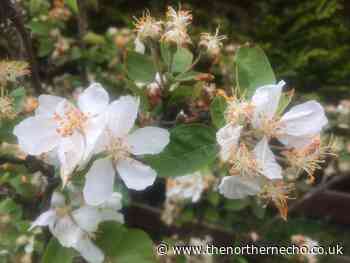 North Yorkshire apple growers hopeful of a bumper harvest