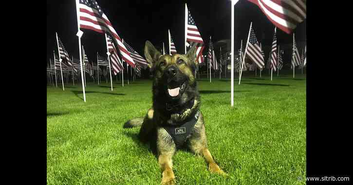 Federal judge has ‘serious concerns’ about the way Utah trains drug-sniffing police dogs