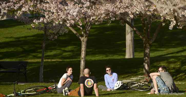 Allison Coffelt: Planting trees can help us lay down roots