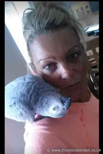 Family make 'desperate' appeal after pet parrot Charlie goes missing in Erith
