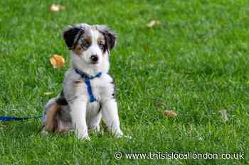 Rethink on dog-walking ban at rugby club urged amid coronavirus lockdown