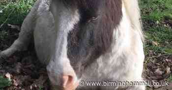 Pony recovering from savage dog attack at Sandwell Valley