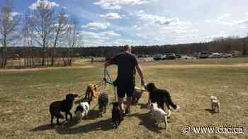 Dogs allowed off-leash in Edmonton, first step in relaunch