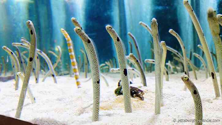During Coronavirus Closures, Aquarium In Tokyo Wants People To FaceTime Its Shy Eels So They Don’t Forget About Humans