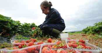 Where in the Midlands you can earn up to £500 per week picking fruit and veg