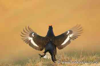 ROBERT FULLER: We've got nothing on black grouse when it comes to courtship rituals...