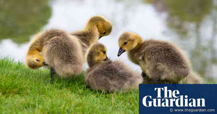 Country diary: a bugle call sends us rushing to help the goslings