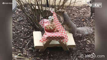 Picnic tables for squirrels?!