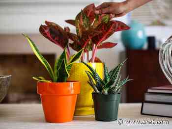 The best indoor plants for cleaner air     - CNET