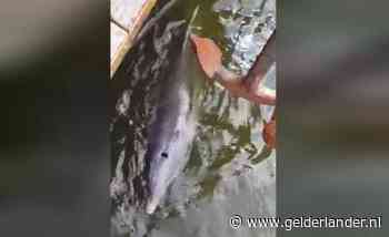 Slimme dolfijn glipt door sluis bij IJmuiden en zwemt naar Amsterdam