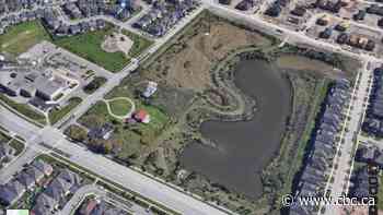 Alleged alligator in Brampton pond turns out to be beaver, Peel police say