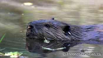 Alligator sighting in Brampton pond turned out to be beaver, police say