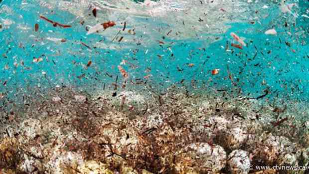 Highest-ever concentration of microplastics found on seafloor: scientists