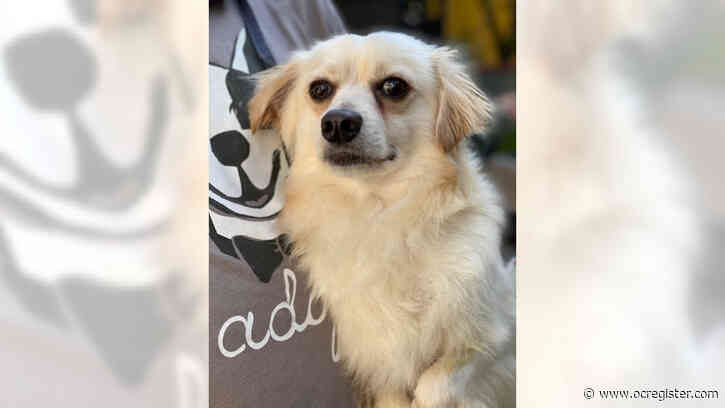 Tibetan spaniel Georgie is a rock star dog
