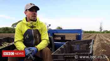 Coronavirus: From Alpine ski slopes to vegetable picking