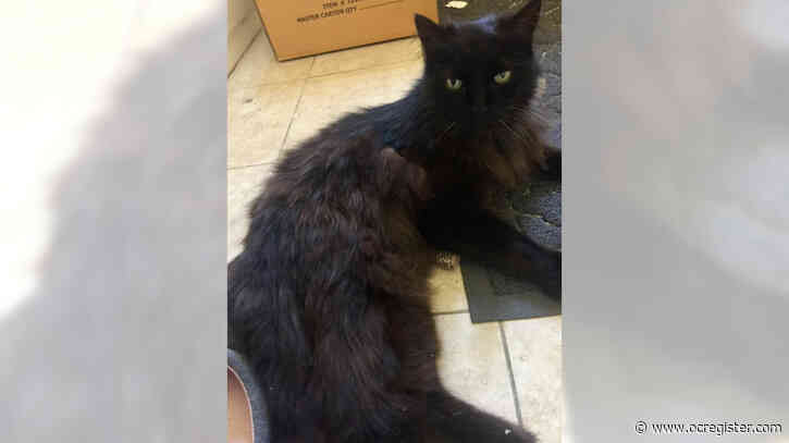 Domestic long hair kitty Coal’s one devoted guy