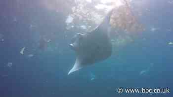 High microplastic concentration found on ocean floor