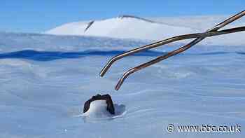 Antarctic meteorites yield global bombardment rate