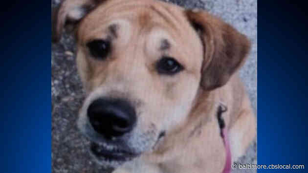 SPCA Of Anne Arundel County Searching For Dog Stolen From Their Shelter