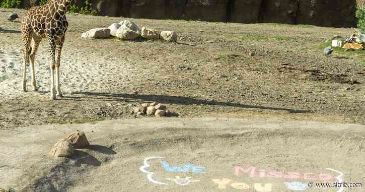 Utah’s Hogle Zoo is back open — even as the state reports 3 more COVID deaths. Here’s what it looked like on the first day.