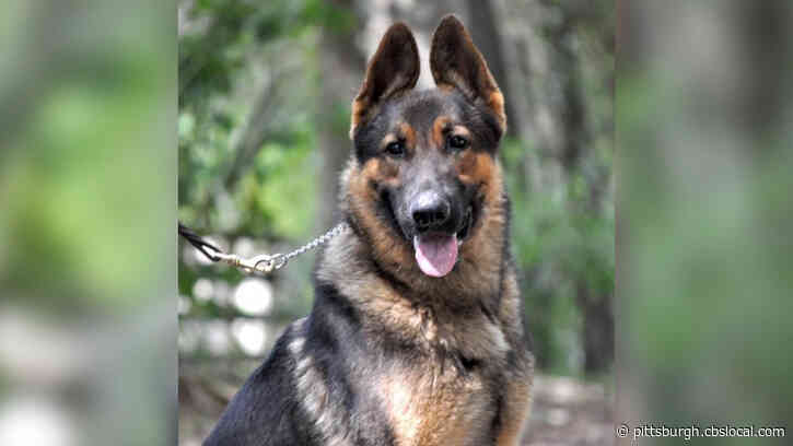 Local Service Dog In The Running For ‘American Humane Hero Dog Of The Year’