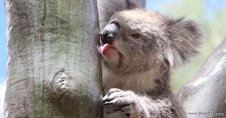 Thirsty koalas lick trees